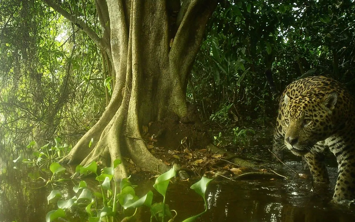 Surprising Jaguar Resilience: How Wildfires Sparked a New Era for Brazil's Pantanal