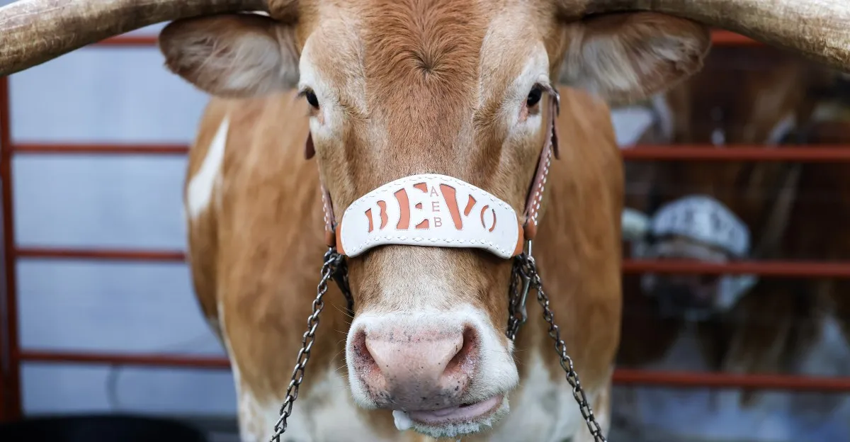 Texas Longhorns Return to Victory Against Vanderbilt Commodores in Thrilling Showdown