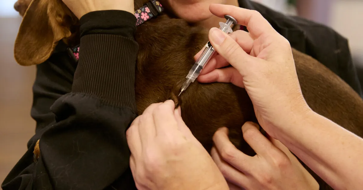 The Alarming Rise of Pet Vaccine Hesitancy: What Every Pet Owner Should Know