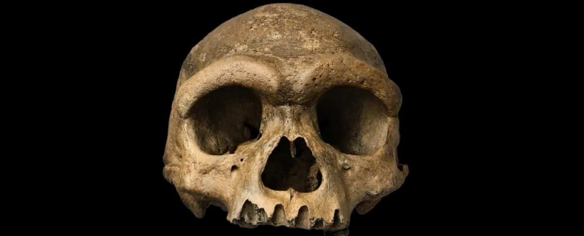 The Discovery of 'Dragon Man': A Revolutionary Insight into Denisovan History