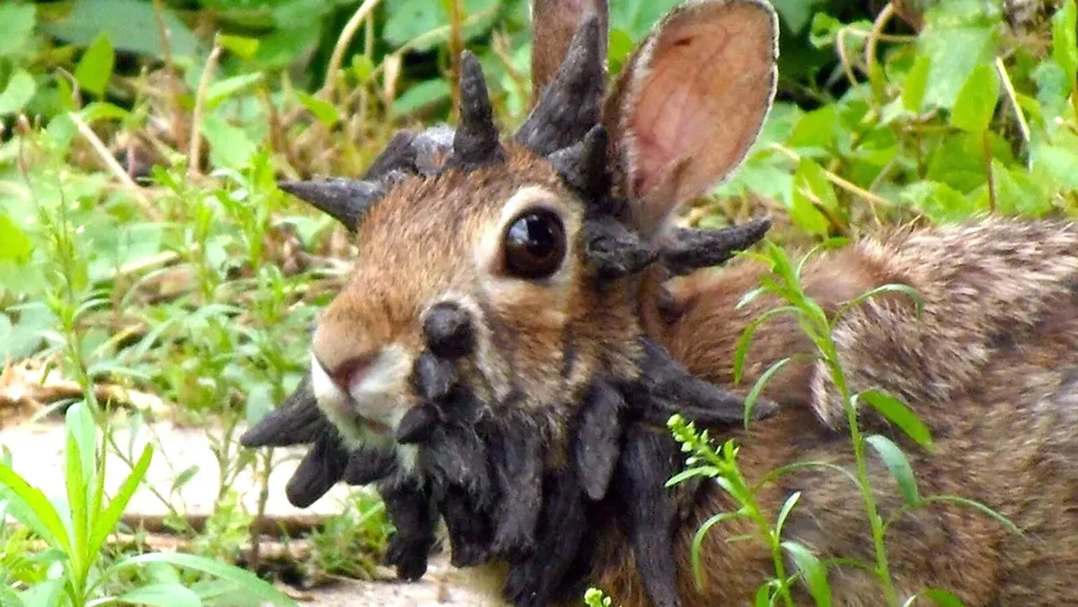 The Frightening Transformation of Colorado's Cottontail Rabbits