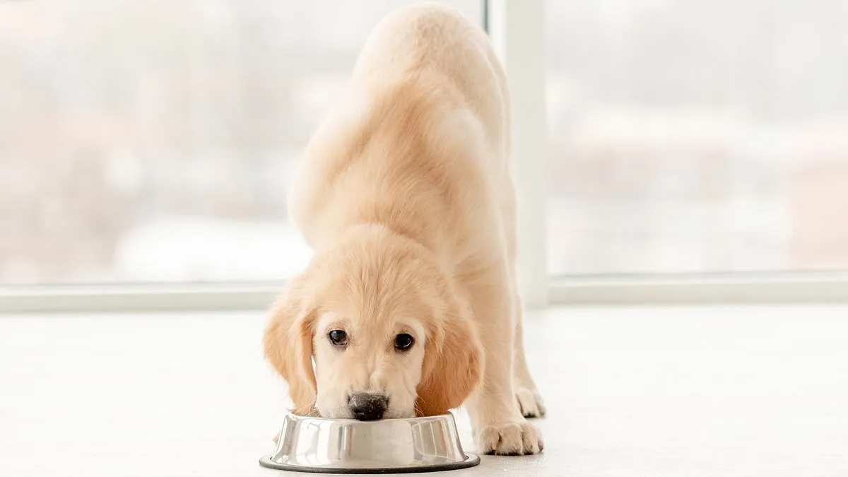 The Hidden Dangers of Raw Pet Diets: What Every Pet Owner Must Know