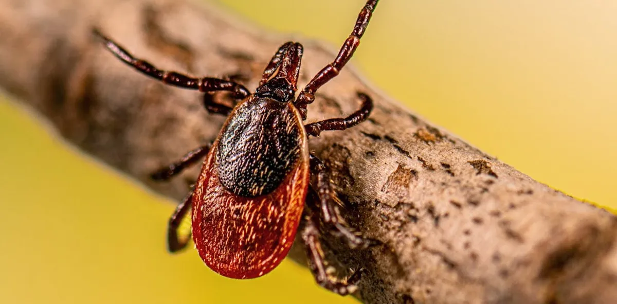 The Hidden History of Ticks: How Human Actions Shape Tick-Borne Diseases