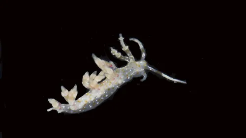 Scientists Discover 20 New Species in the Mysterious Depths of the Pacific Ocean