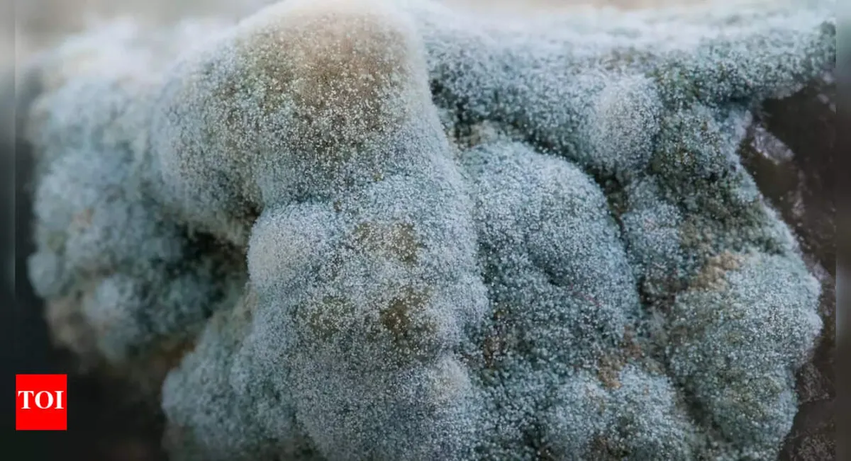 Tragic Botulism Outbreak in Italy: Nationwide Broccoli Recall Issued