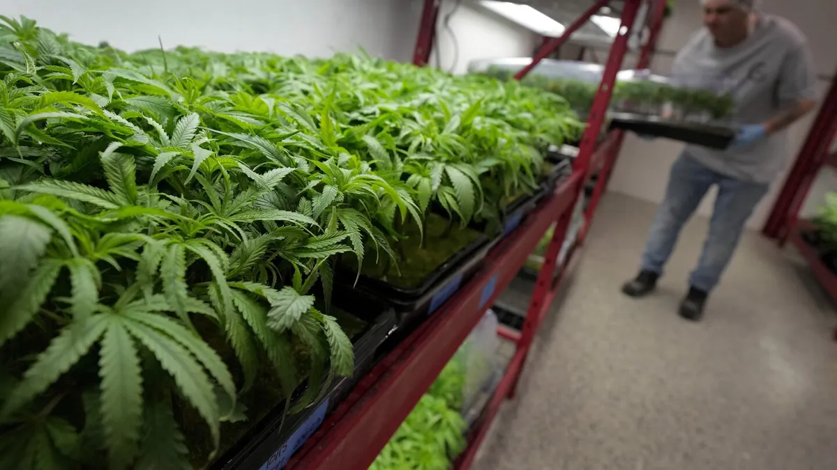 Trump Considers Major Changes to Federal Marijuana Policy