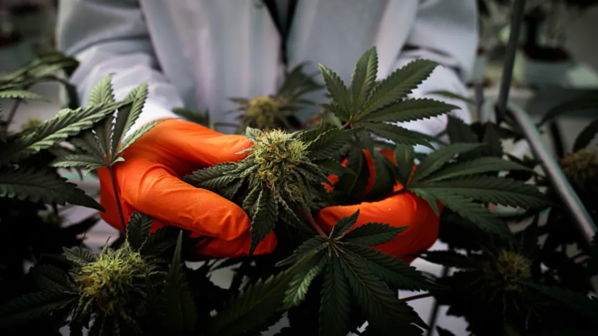 Trump Considers Major Marijuana Reclassification: What It Means for Investors