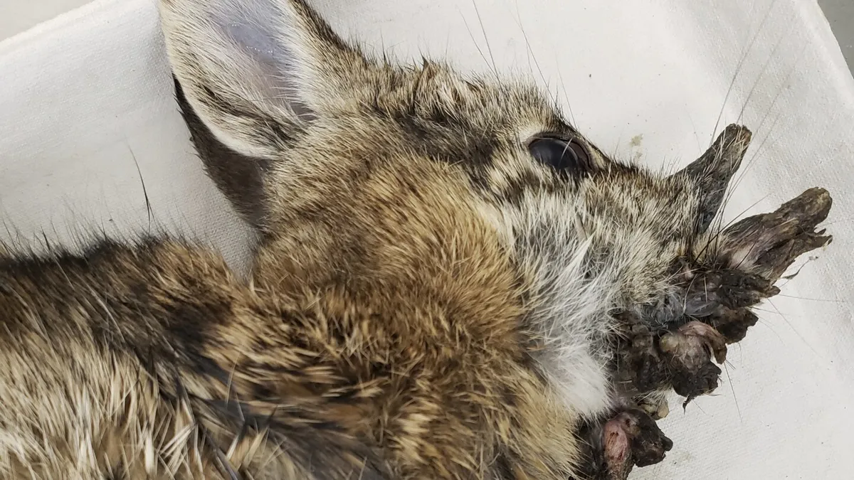 Uncovering the Mystery of Colorado's 'Frankenstein Bunnies': What You Need to Know