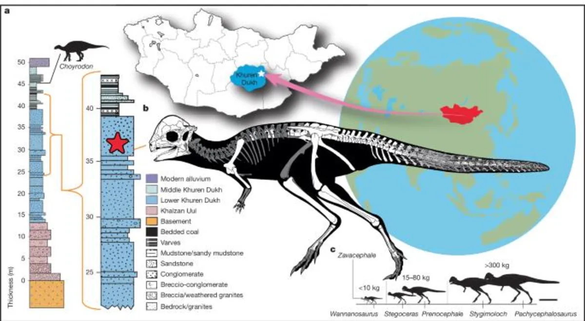 Uncovering the Secrets of Pachycephalosaurid Dinosaurs: A Deep Dive into Their Unique Morphology
