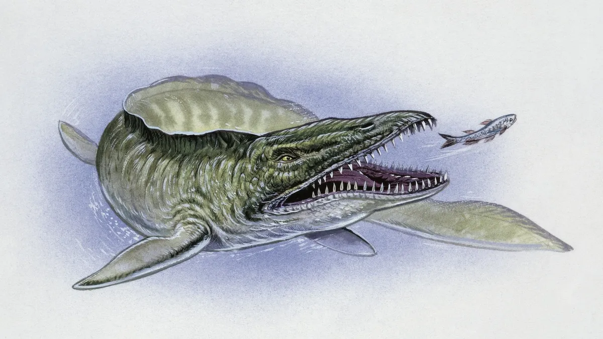 Unearthed: Massive Mosasaur Fossil Found in Mississippi!