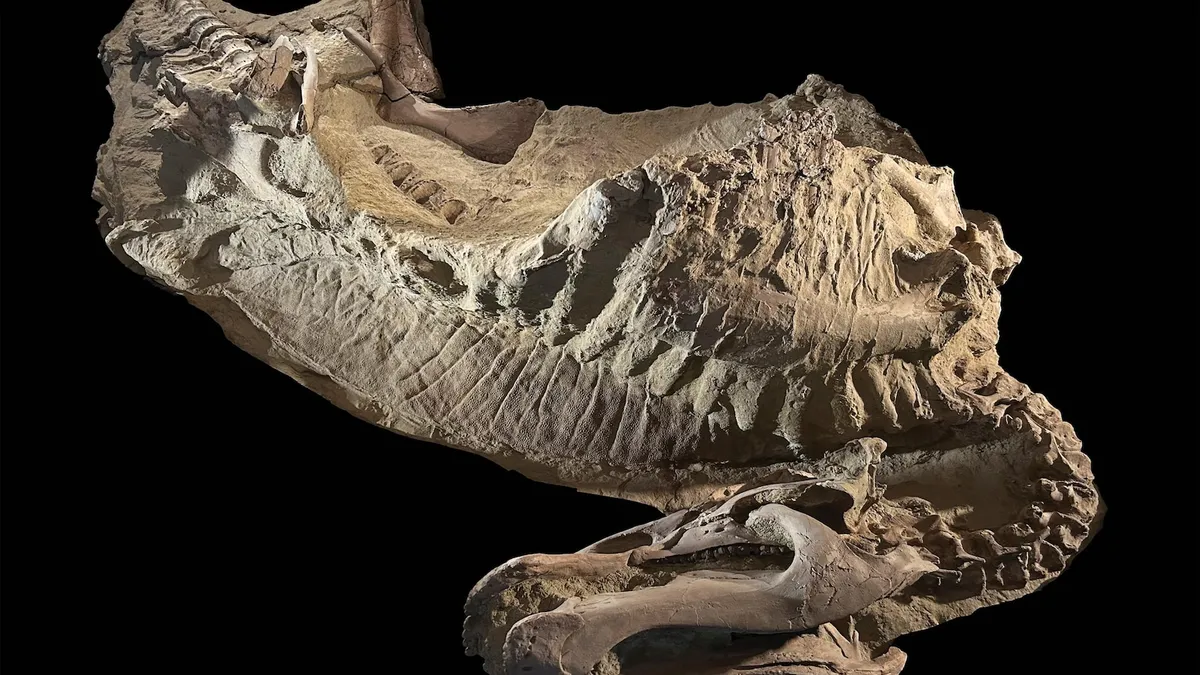 Unearthing Dinosaur Mummies: A Shocking Discovery in Wyoming