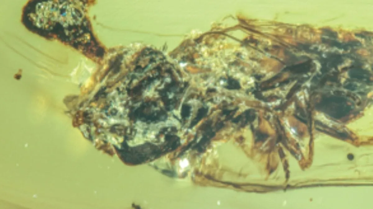 Unearthing the Zombie Fungus: Ancient Cordyceps Discovered in 99-Million-Year-Old Amber