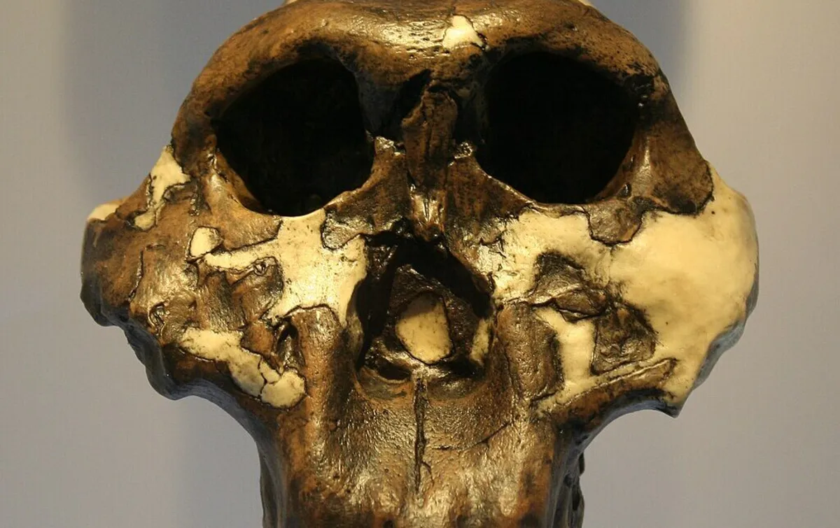 Unlocking Ancient Secrets: New Techniques Reveal Insights into Paranthropus Robustus