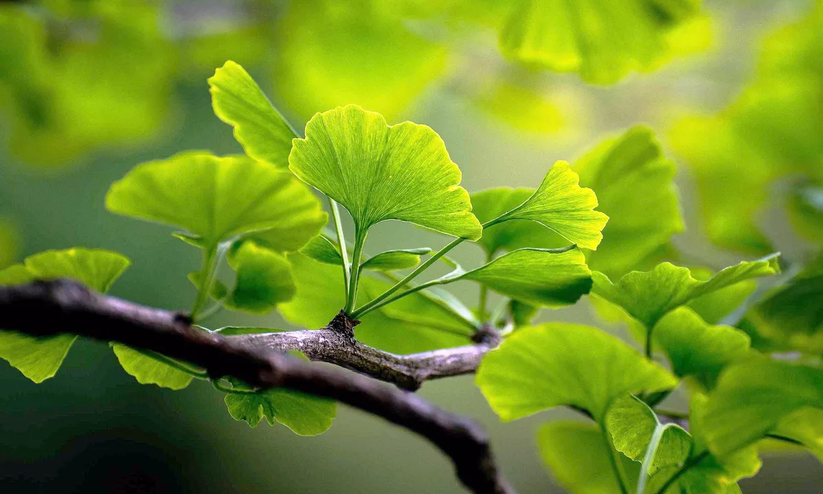 Unlocking Leg Health: How Ginkgo Biloba May Combat Varicose Veins and Blood Clots
