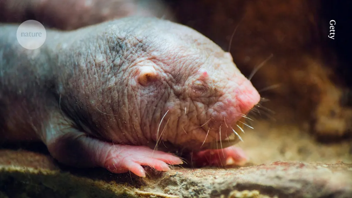 Unlocking Longevity: How Naked Mole Rats Defy Aging with Genetic Tweaks