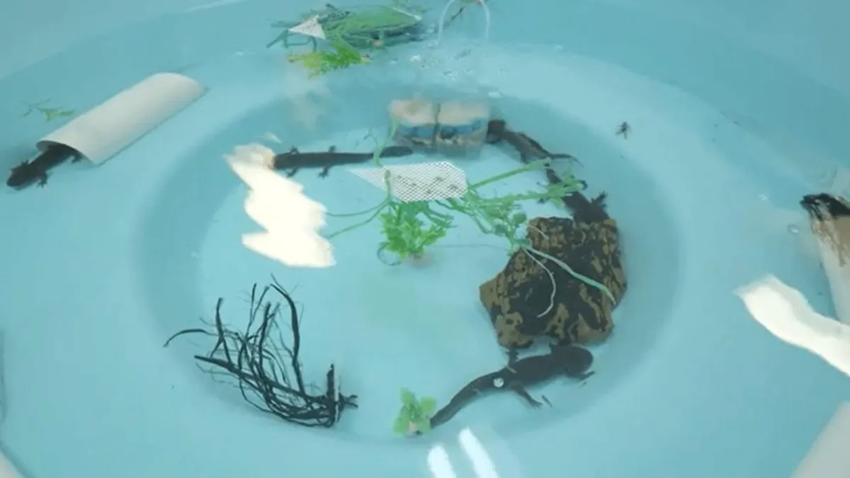 Unlocking Regeneration: How Axolotls Could Revolutionize Medicine