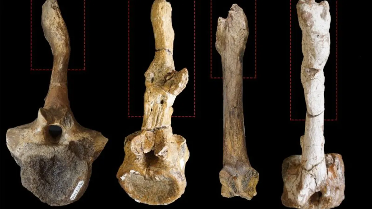 Unlocking Secrets of Dinosaur Mating: New Study Identifies Female Hadrosaurs