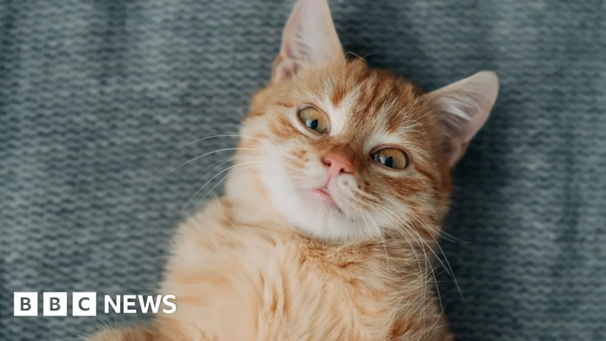 Unlocking the Ginger Cat Mystery: Scientists Discover Genetic Code Behind Fur Color
