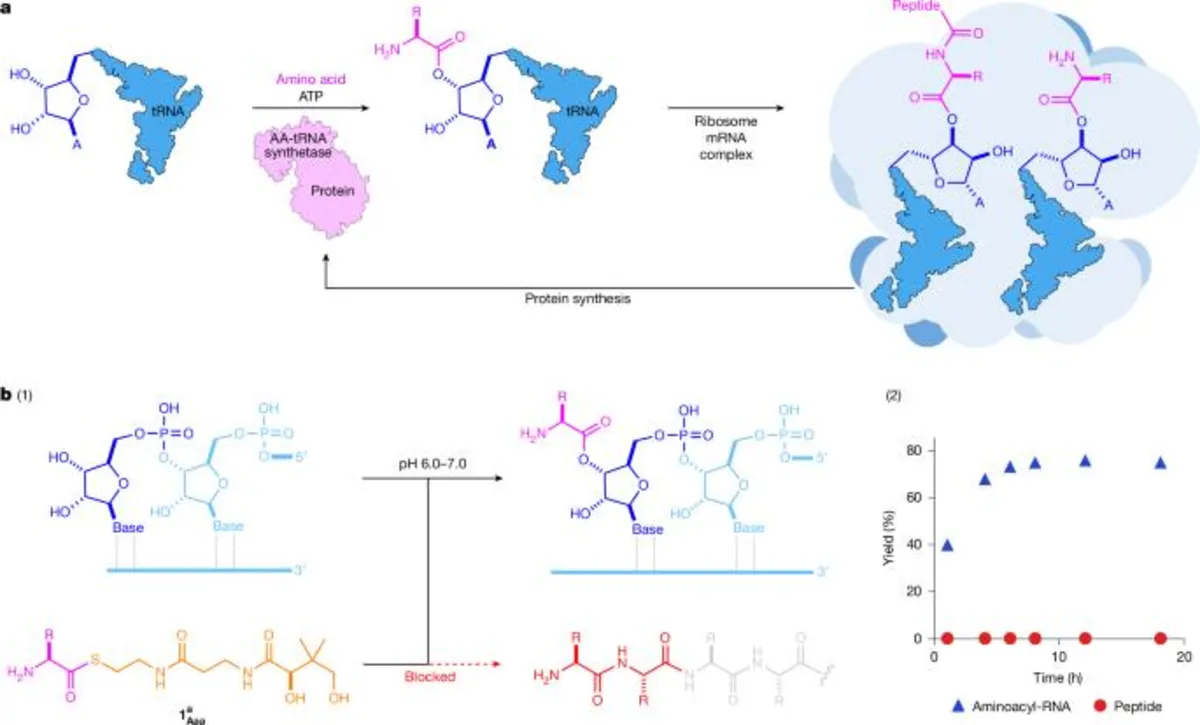 Unlocking the Mysteries of RNA Aminoacylation: A Breakthrough in Understanding Life's Origins