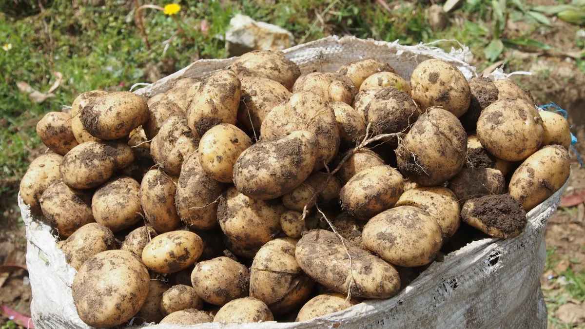 Unlocking the Potato's Genetic Mystery: How Hybridization Transformed a Humble Tuber