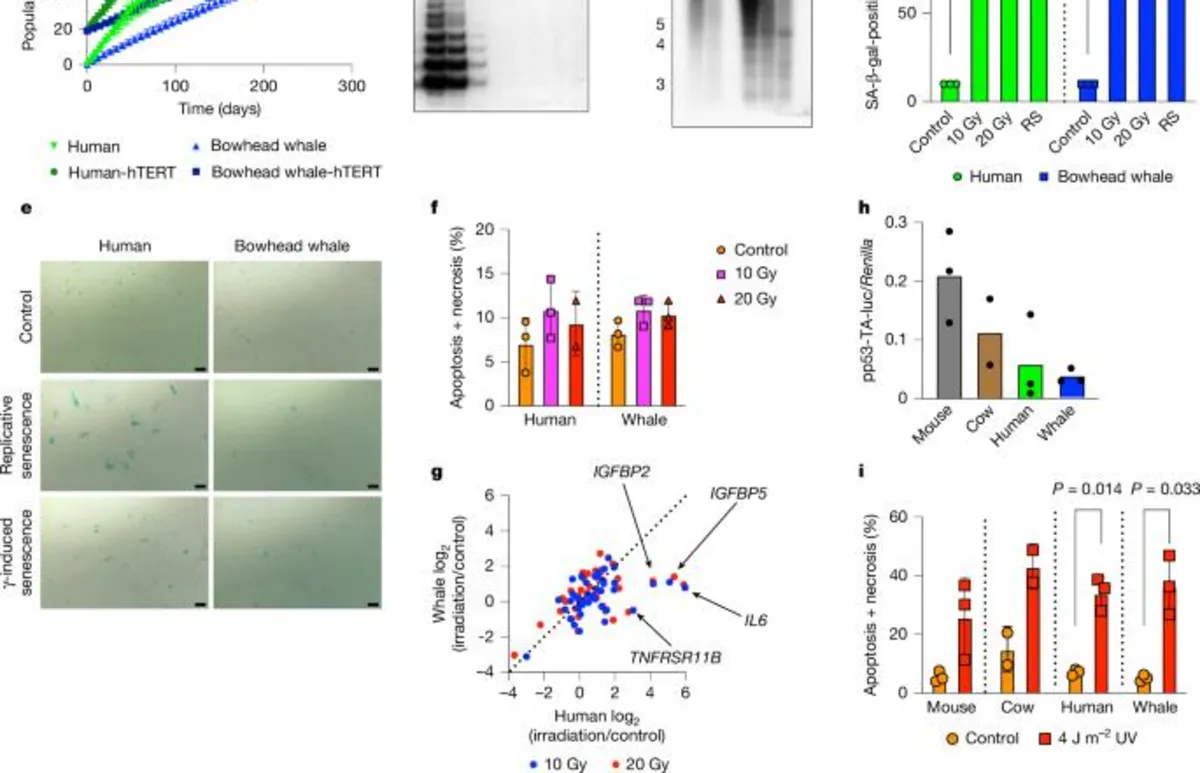 Unlocking the Secrets of Bowhead Whales: Groundbreaking Research on Cellular Growth and DNA Repair