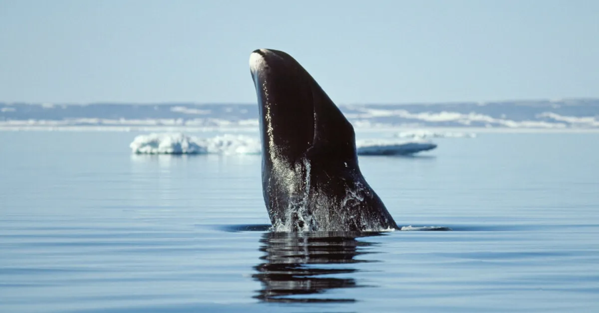 Unlocking the Secrets of Bowhead Whales: How They Live Up to 268 Years