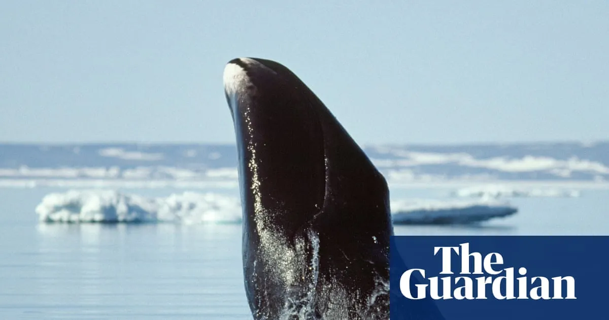 Unlocking the Secrets of Bowhead Whales: The Key to Human Longevity?