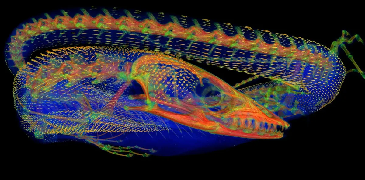 Unlocking the Secrets of Goannas: New Discoveries on Australia's Iconic Reptiles