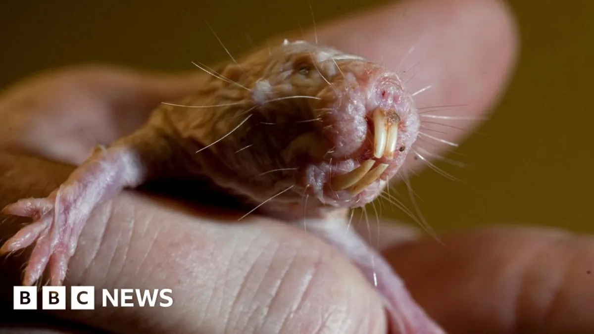 Unlocking the Secrets of Longevity: Naked Mole Rats Reveal DNA Repair Mechanism