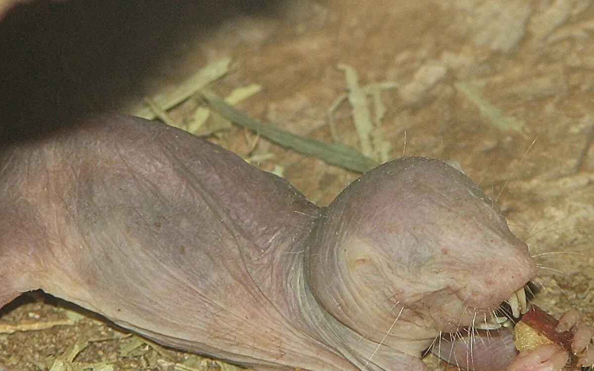 Unlocking the Secrets of Naked Mole-Rats: The Key to Longevity