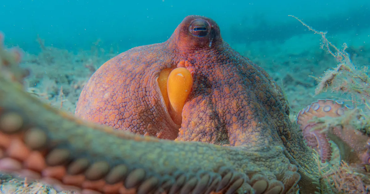 Unlocking the Secrets of Octopus Movement: How These Creatures Master Multitasking with Their Arms