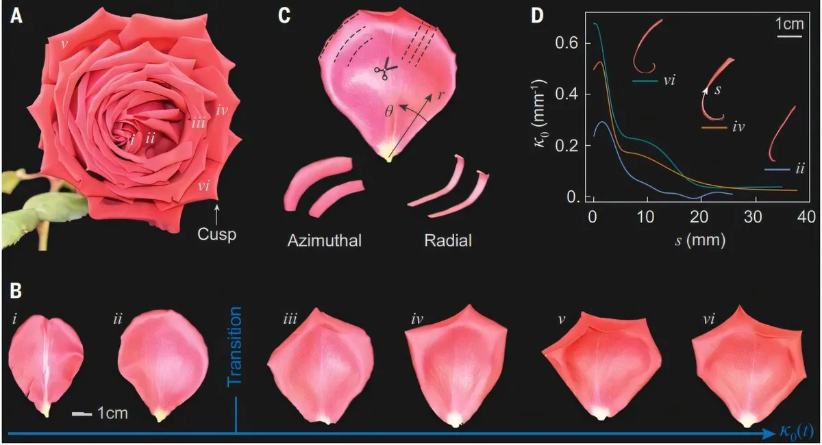 Unlocking the Secrets of Rose Blossom Growth: A Breakthrough Study