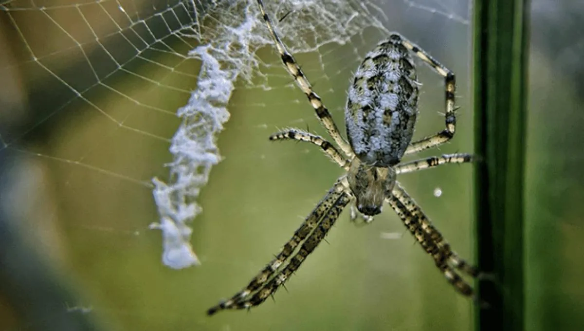 Unlocking the Secrets of Spider Webs: How Stabilimenta Enhance Vibration Detection