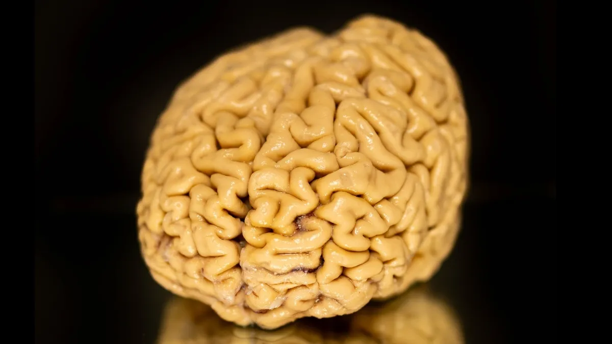 Unlocking the Secrets of Superagers: How Some People Keep Their Minds Sharp Into Their 80s