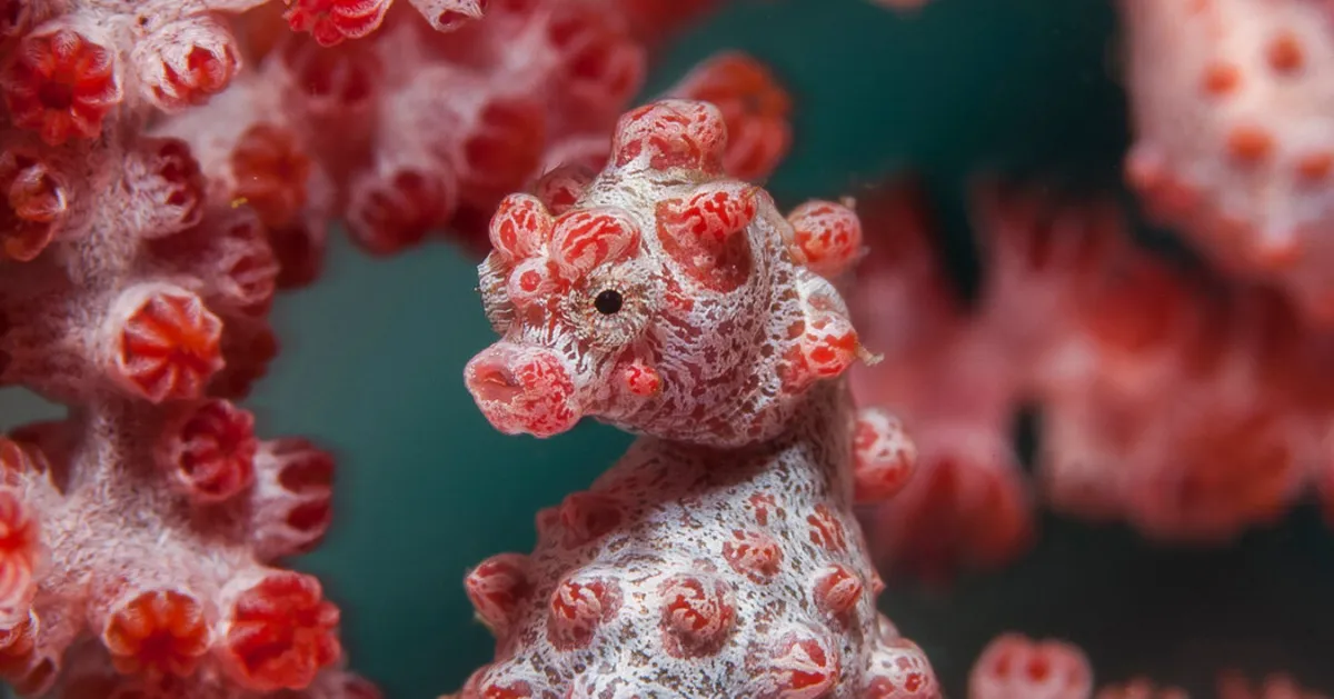 Unlocking the Secrets of the Pygmy Sea Horse: Evolution's Marvel