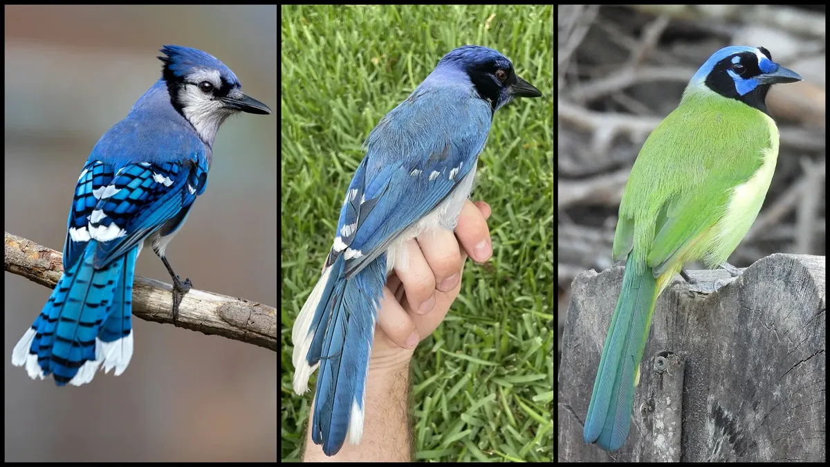Unprecedented Hybrid Bird Discovered in Texas: A Sign of Climate Change?
