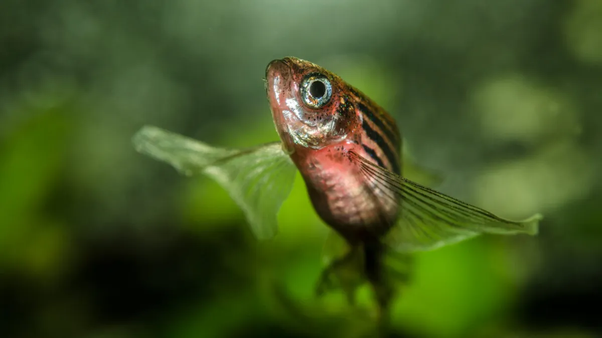 Unraveling the Mystery of How Digits Evolved in Mammals