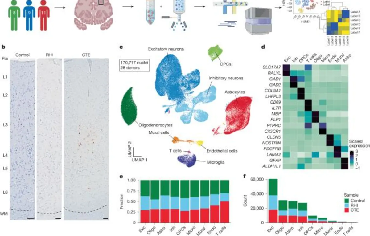 Unraveling the Role of Microglial Inflammation in CTE: Key Findings from Recent Research