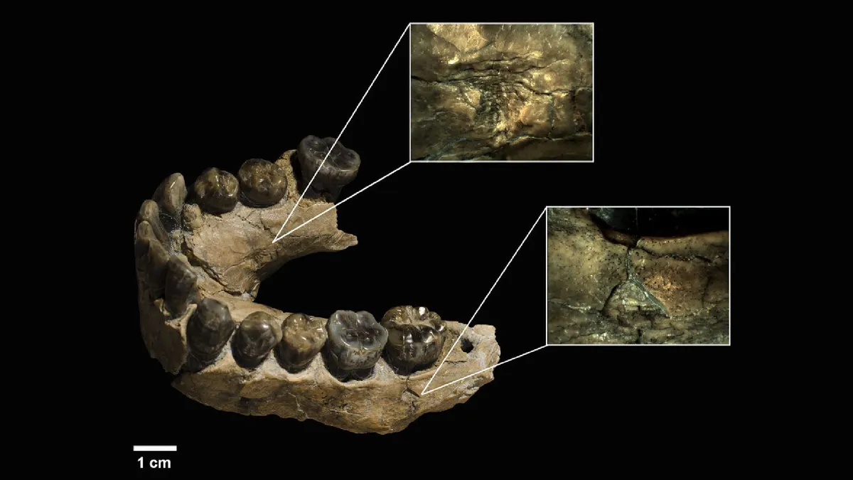 Unveiling Prehistoric Predation: AI Reveals Leopards Feasted on Our Ancestors