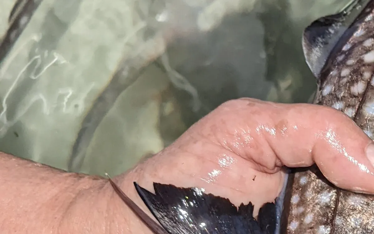 Unveiling the Mystery of Ghost Sharks: Teeth that Grow from Their Foreheads!
