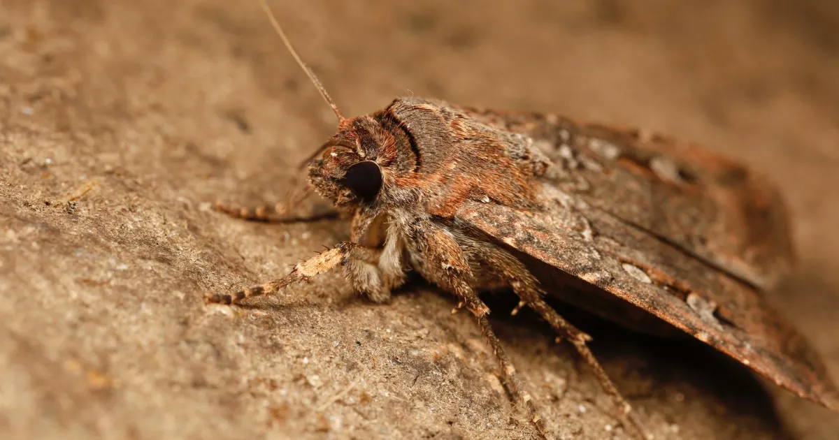 Unveiling the Secrets: How Bogong Moths Navigate Using the Stars