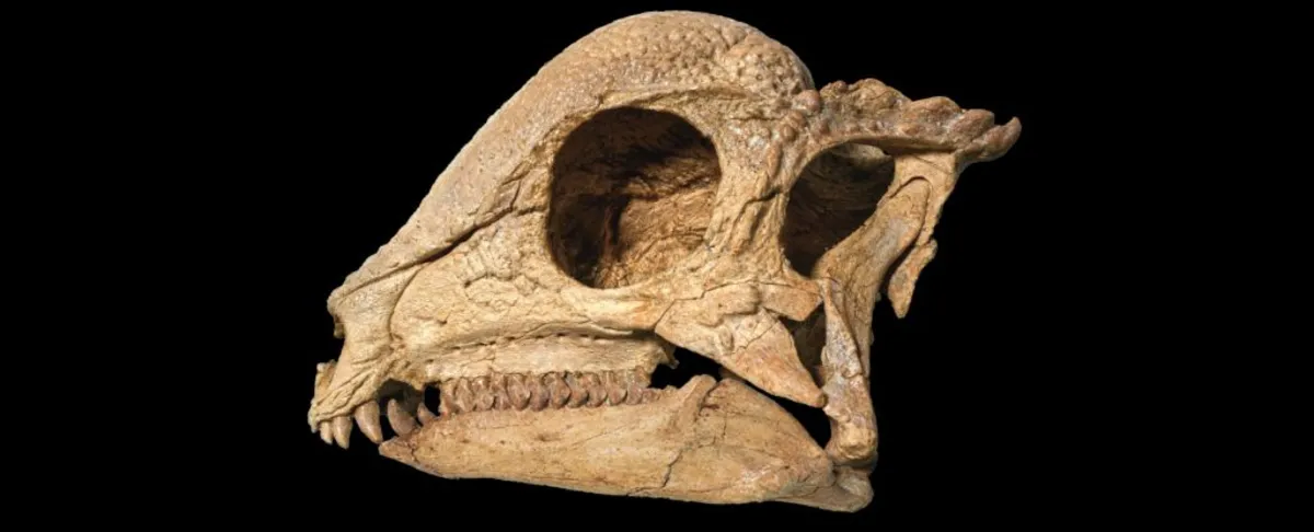 Unveiling Zavacephale: The Oldest and Most Complete Pachycephalosaur Fossil Ever Discovered
