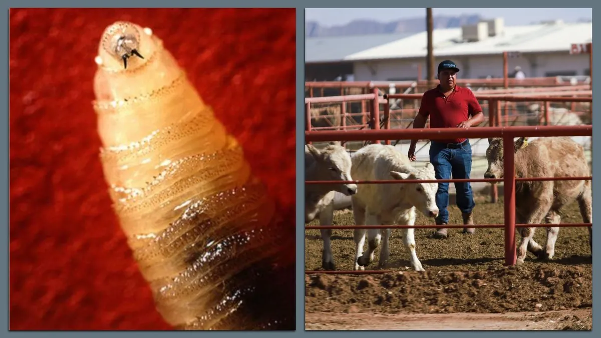 US Suspends Cattle Imports from Mexico Due to Screwworm Infestation