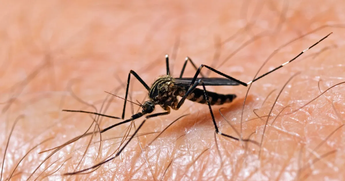 West Nile Virus Cases Surge: What You Need to Know to Stay Safe