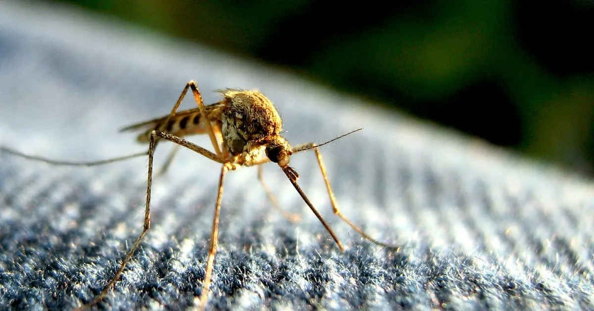 West Nile Virus Detected in Anoka and Carver Counties: What You Need to Know