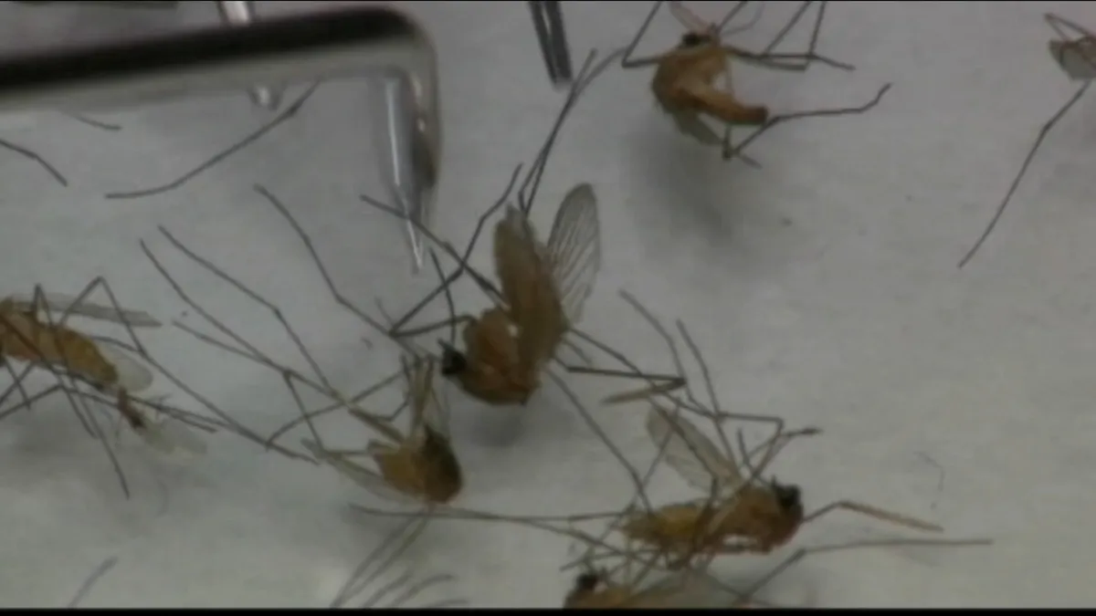 West Nile Virus Rates Surge in Philadelphia: What You Need to Know