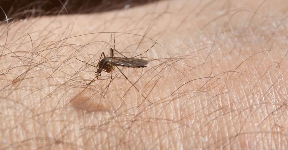West Nile Virus Surge in Minnesota: Two Deaths Reported Amid Rising Cases