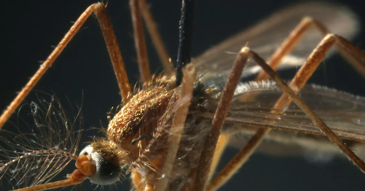 West Nile Virus Threat Rises in Minnesota: 20 Cases Confirmed